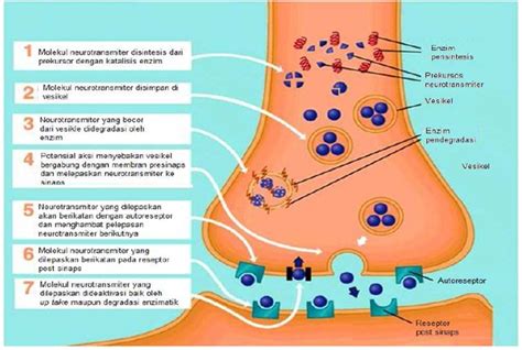 neurotransmitter adalah | Anan Gunner Facebook