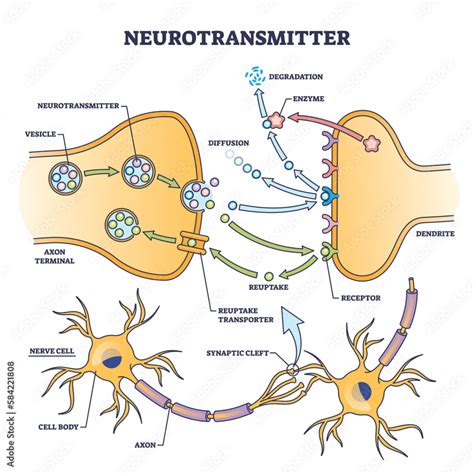 neurotransmittorer