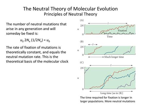 Neutral Theory Of Evolution