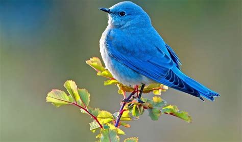 nevada state bird