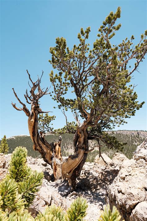 nevada state tree