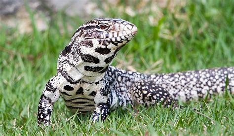 new argintinian black and white tegu/lizard #tegu - YouTube