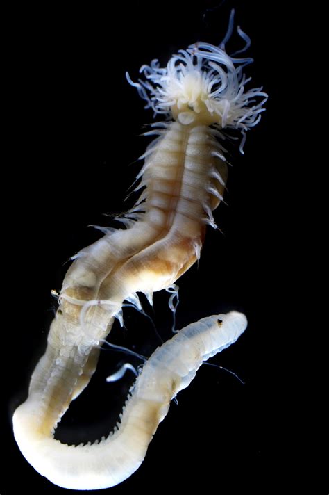 New Deep Sea Worm Discovered At Methane Seep Math Worm - Math Worm