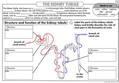 New Gcse Biology Excretion The Kidney And Kidney Structure Of The Nephron Worksheet Answers - Structure Of The Nephron Worksheet Answers