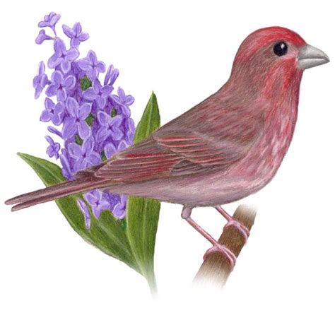 New Hampshire State Bird And Flower Coloring Page New Hampshire Coloring Page - New Hampshire Coloring Page