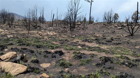new mexico fire