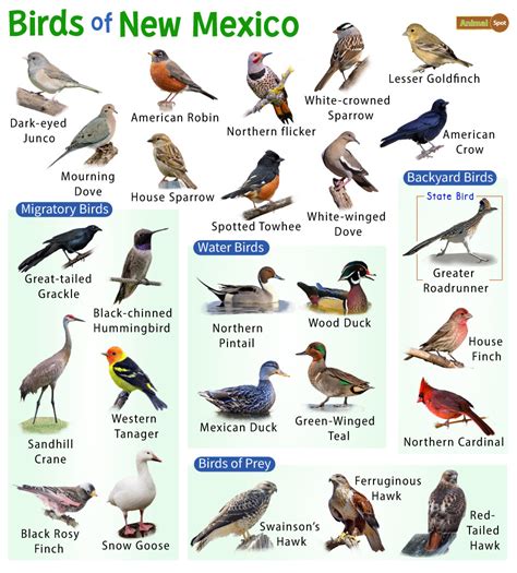 new mexico identification