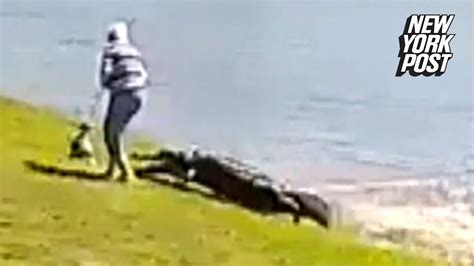 New Video Terrifying Moment 700 Pound Alligator Kills Alligator Attacks Elderly Woman Full Video Twitter - Alligator Attacks Elderly Woman Full Video Twitter