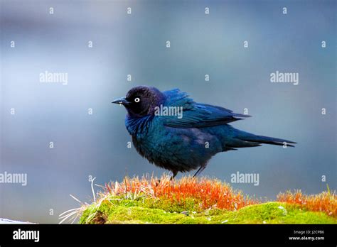 New World Blackbird