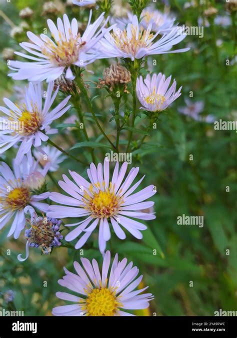 new york aster