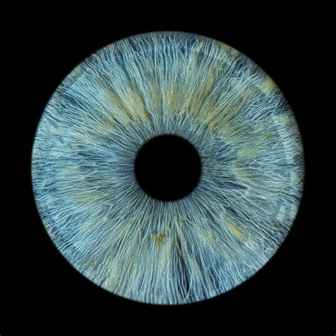 new york iris