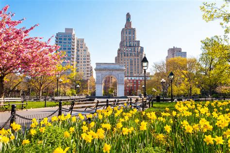 New York S Best Flowers With Sahola Get New York State Flower Coloring Page - New York State Flower Coloring Page