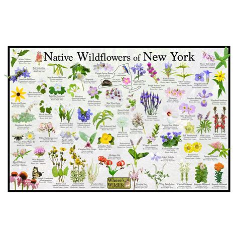 New York State Flower Sticker Ndash Gingiber New York State Flower Coloring Page - New York State Flower Coloring Page