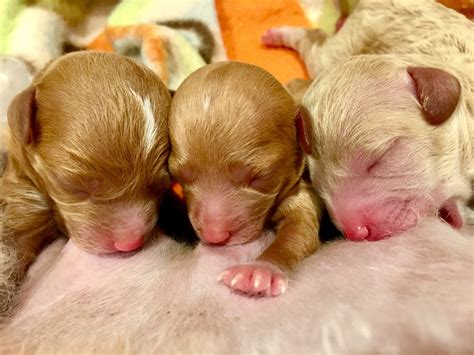 newborn poodle puppies