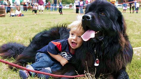 newfoundland dog kisses｜TikTok Search