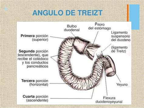 ângulo De Treitz