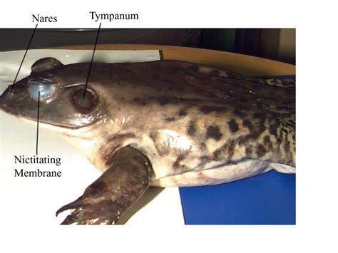 Nictitating Membrane Frog