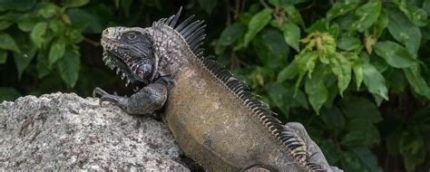 niet-inheemse dieren