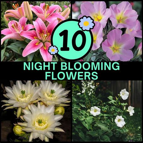 Night Bloom