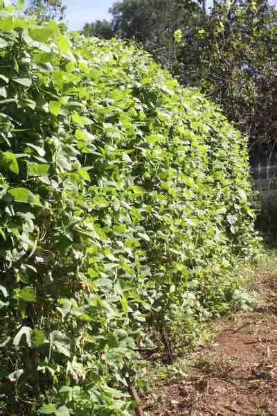 Nine Bean Rows