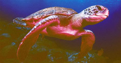 Nine People Die After Eating Sea Turtle Meat Math Turtle - Math Turtle