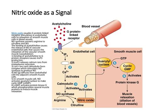 Nitric Oxide Ip3