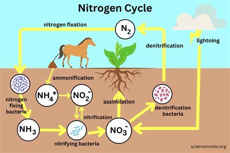 Nitrogen Basics The Nitrogen Cycle