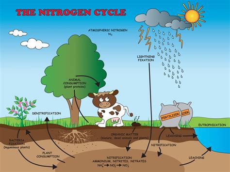 Nitrogen Cycle Exploring Nature The Nitrogen Cycle Worksheet Answer Key - The Nitrogen Cycle Worksheet Answer Key