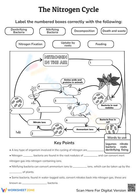 Nitrogen Cycle Worksheet
