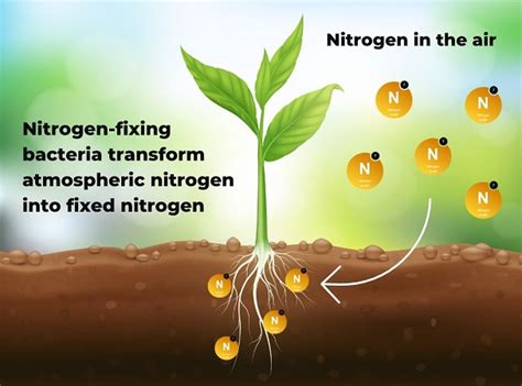 Nitrogen Fixing Bacteria Use