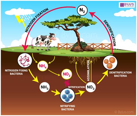 Nitrogen Where Is It Found