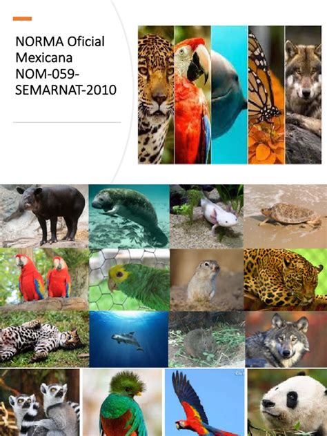 Nom 059 Semarnat
