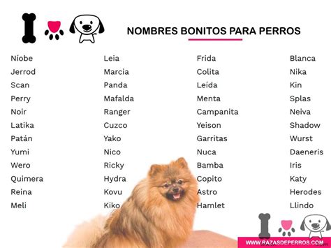Nombres de perro euskera: elige el perfecto para tu amigo peludo