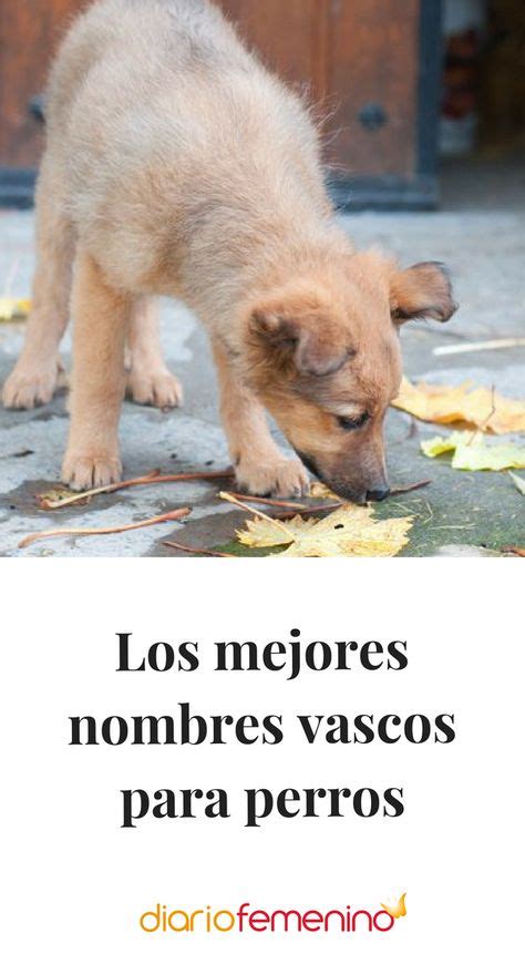 Nombres de perros vascos: ¡Dale un toque de Euskadi a tu mejor amigo!
