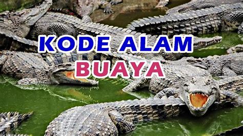 NOMOR BUAYA 4D：Erek Erek Buaya di Buku Mimpi Dan Kode Alam - Tafsir Buku Mimpi