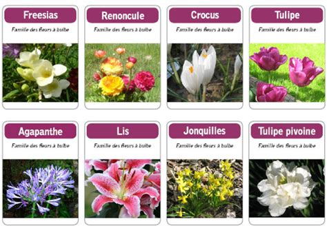 Noms Des Fleurs