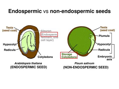 Non Endospermic Seed