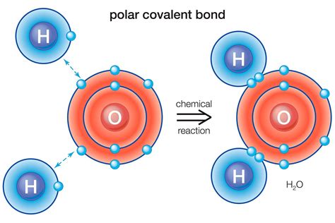 Nonpolar And Polar Covalent Bonding Printable Worksheet Types Of Covalent Bonds Worksheet - Types Of Covalent Bonds Worksheet
