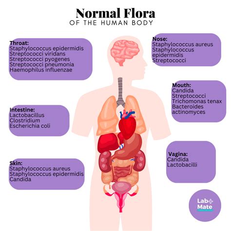 normal flora