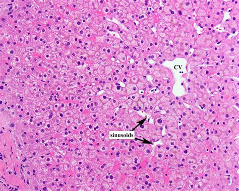 Normal Histology