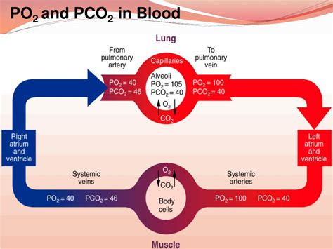 Normal Pco2 Level