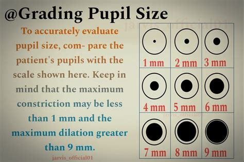 Normal Pupil Size Mm