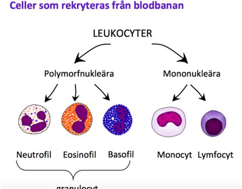 normalvarde lymfocyter