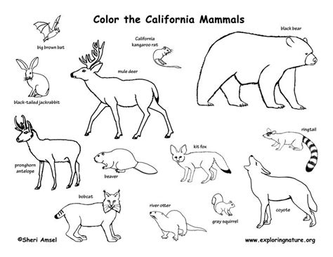 North American Animals Coloring Pages   North America Map Coloring Page Free Printable Coloring - North American Animals Coloring Pages
