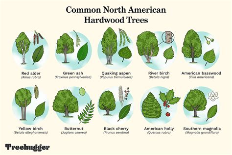 North American Trees Identification