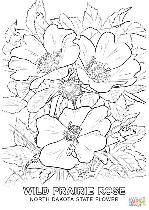 North Dakota State Flower Coloring Page North Dakota Coloring Page - North Dakota Coloring Page