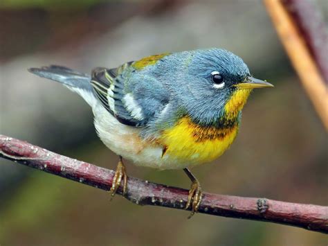 northern parula