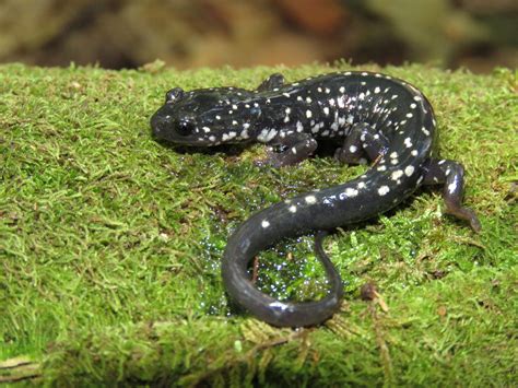 northern slimy salamander