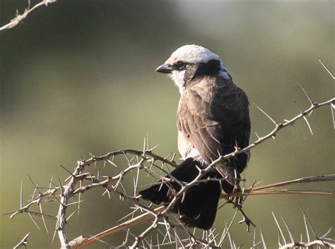 northernwhitecrownedshrike photos on Flickr Flickr