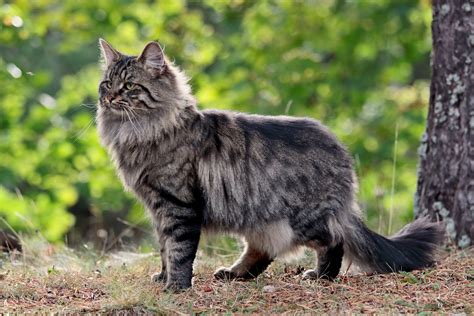 norway forest cat